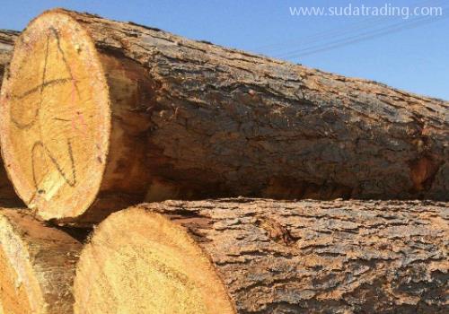 干貨！進(jìn)口原木清關(guān)關(guān)稅與清關(guān)單證