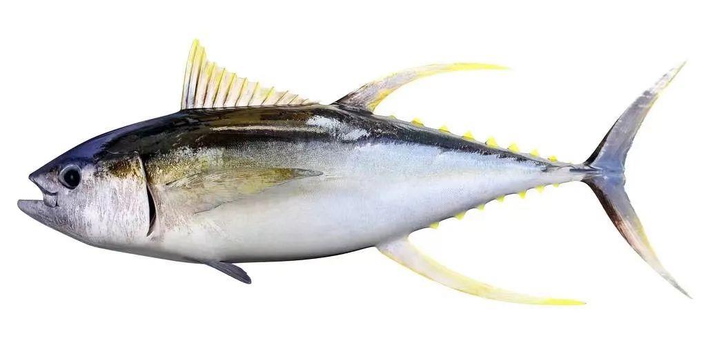 金槍魚的申報要素