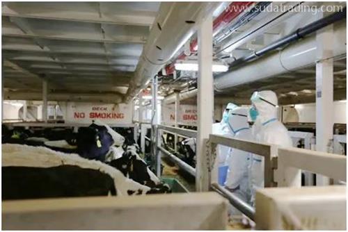 進(jìn)口種牛通關(guān)秘籍