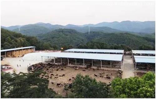 進(jìn)口種牛通關(guān)秘籍