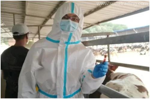 進(jìn)口種牛通關(guān)秘籍