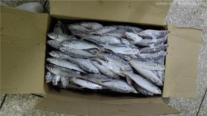 廈門港冷凍魚報關公司帶你了解進口冷凍魚需要的資質(zhì)