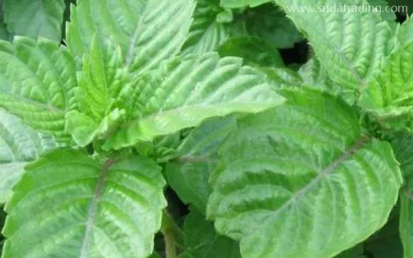 越南涼粉草進(jìn)口報關(guān)單證資料及流程話你知 越南涼粉草進(jìn)口報關(guān)單證資料及流程話你知