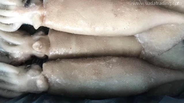 俄羅斯冷凍魷魚進(jìn)口報關(guān)流程分享
